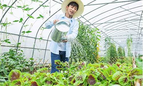 高温天气蔬菜浇水_高温天气浇菜是早上还是