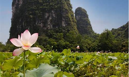 莲花县天气预报_广西桂林莲花天气