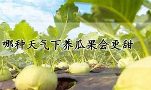 哪个天气情况下养瓜果会更甜_什么天气种瓜果最好呢